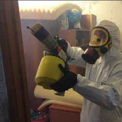 Уничтожение клопов в квартире. Молоди